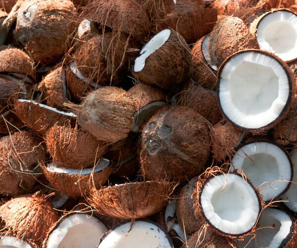 nuca cocos
